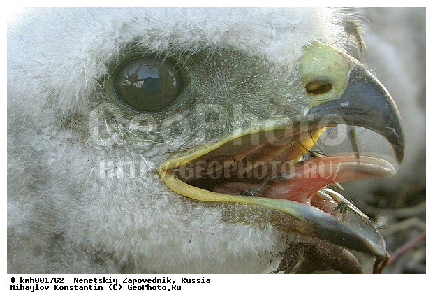 �������� ������